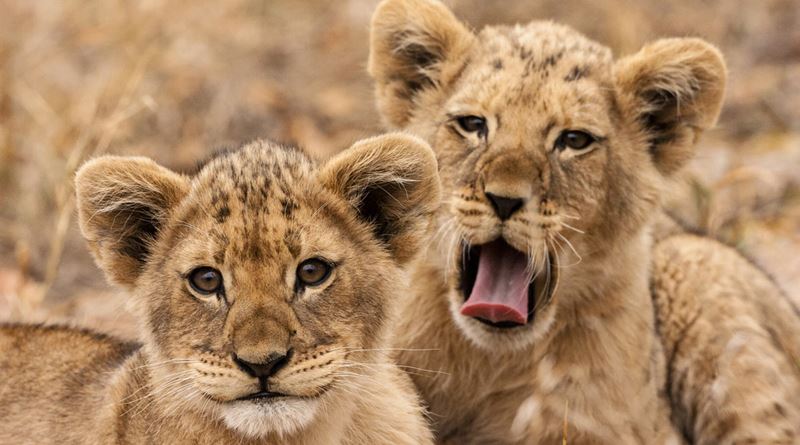 South Africa A La Carte Tour Details Itinerary Keytours Vacations