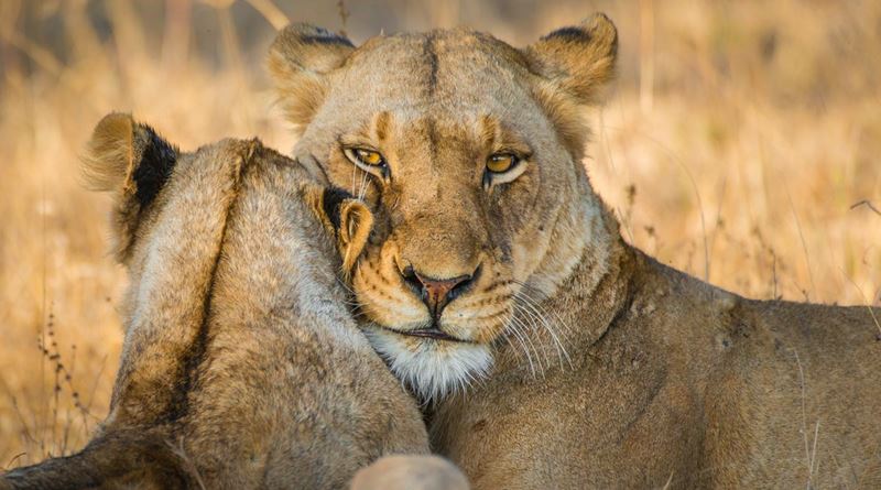 South Africa A La Carte Tour Details Itinerary Keytours Vacations